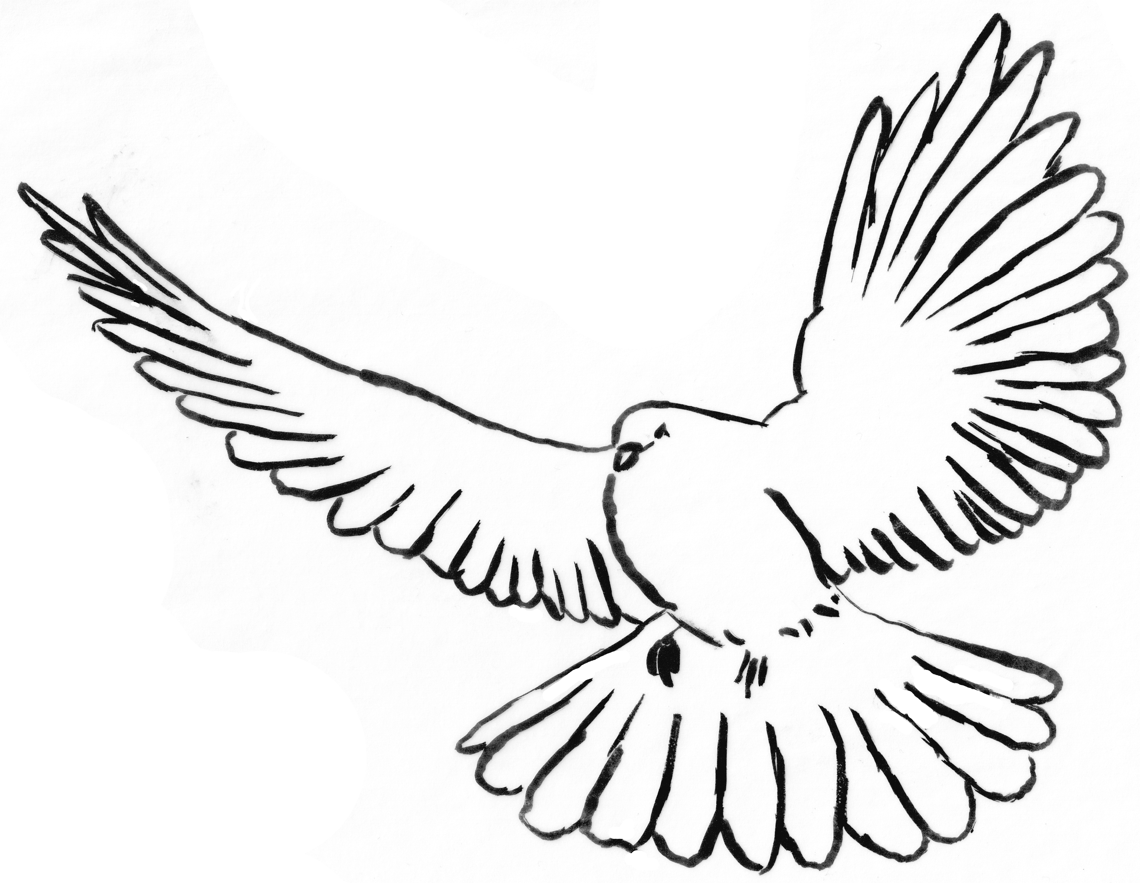 a dove in flight, descending